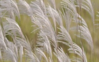 芦苇的分布范围，生长旺盛期为每年4月上旬至7月下旬