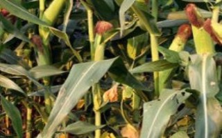 粒农301玉米栽培技术要点，种植密度以4500株/亩为宜