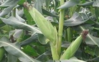久龙1089玉米栽培技术要点，在适应区5月10日左右播种