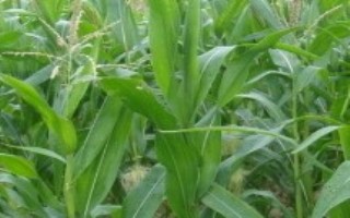 科华277玉米栽培技术要点，中上等肥力地块种植