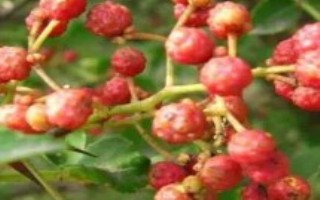 花椒的挑选方法，采摘成本高且打理成本也很高