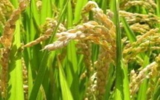 臻两优8612水稻栽培技术要点，每亩插足基本苗6万以上