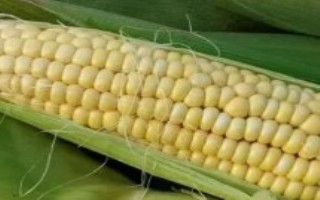 辽玉糯1号玉米栽培技术要点，高抗丝黑穗病