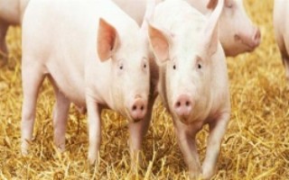 怎么避免猪咬架，把马齿苋添加在饲料中可以清热解毒