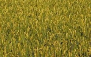 新科稻58水稻栽培技术要点，每亩有效穗数22.1万穗