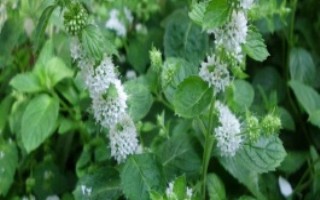 薄荷几年可以收获，施足肥料有利于其生长和提高产量