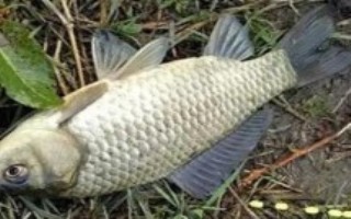 秋钓鲫鱼所用线组，常用饵包括米饭、麦粒及蚯蚓