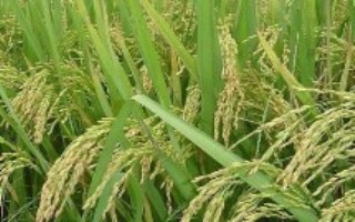 泗稻21号水稻栽培技术要点，粳型常规水稻品种