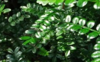 清香木盆栽养护技术，春秋季节皆可扦插
