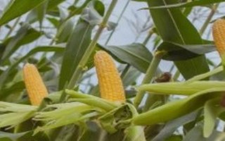 尚白玉1号玉米栽培技术要点，平均生育期140.7天