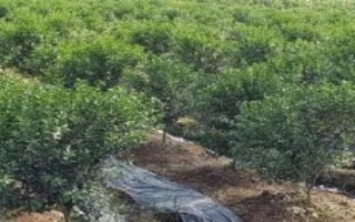 柑橘壮果肥怎么施，通常在果实采收前后进行