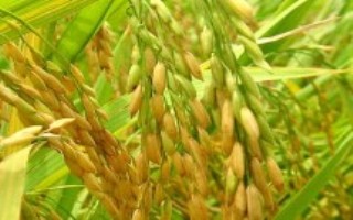 盼两优1466水稻栽培技术要点，5月中下旬播种