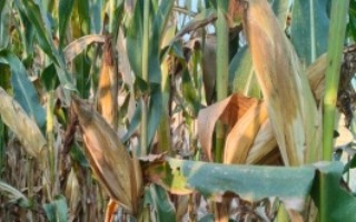 渭研6000玉米栽培技术要点，注意防治大斑病