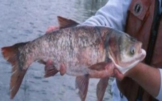 鳙鱼爱吃什么味型的食物，喜欢吃臭味、酸味和腥味的食物