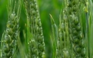 鄂麦1166小麦栽培技术要点，亩播种量9～10公斤