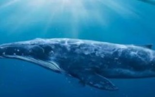 鲸鱼为什么会鲸落，由鲸鱼死亡而引起