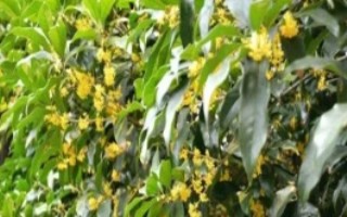 花卉叶面肥用什么好，有芙蓉花、桂花、石蒜花等