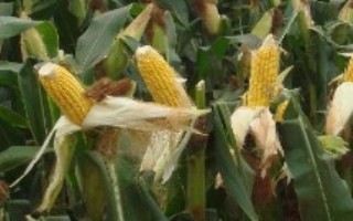 恩禾单1号玉米栽培技术要点，中抗纹枯病