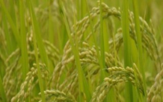 荃优1512水稻栽培技术要点，每亩有效穗数15.7万穗