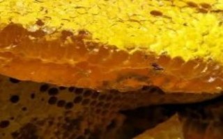 槐花蜜的价格为什么贵，品质优良且产量稀缺