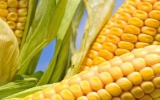 五谷416玉米栽培技术要点，中抗丝黑穗病