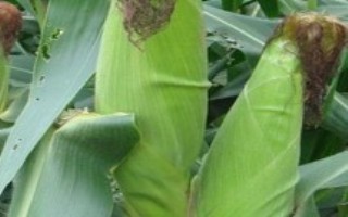 鑫白玉8号玉米栽培技术要点，亩密度3000~3500株