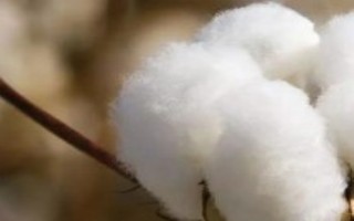 中棉所9705棉花栽培技术要点，高抗棉铃虫