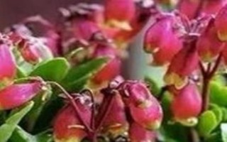 宫灯长寿花的花语，寓意健康长寿