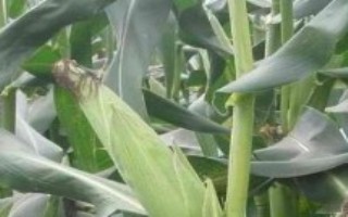 5G1919玉米栽培技术要点，密度4000株/亩左右