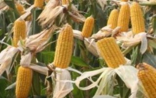 G1916玉米栽培技术要点，密度4500－6000株/亩