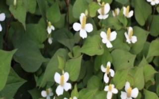 鱼腥草的外观，叶片紫红、茎干上有茎节且长着须状根