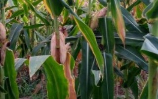 东白705玉米栽培技术要点，注意防治灰斑病和穗腐病