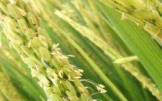 华中优9326水稻栽培技术要点，高抗白叶枯病1级