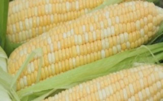 广甜玉1号玉米栽培技术要点，地温要确保10℃以上进行播种