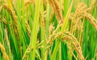 华优75水稻品种介绍，平均生育期161.9天