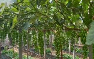 大棚葡萄如何施用二氧化碳气肥，首先要做好根部追肥