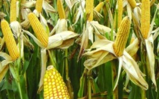 Q糯5号玉米栽培技术要点，注意与其他类型品种隔离