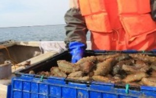 海参为什么价格那么贵，市场需求较大可考虑养殖