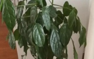 幸福树掉叶子的原因及处理方法，根据发生原因采取对应措施