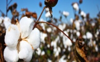 创棉508棉花栽培技术要点，非转基因常规早熟品种