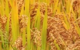 又香优郁香水稻栽培技术要点，每亩有效穗数18.6万