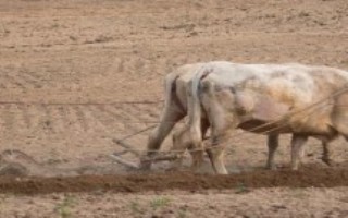 从今往后农村谁来种地，当前老人是主要种地人群
