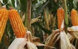 兴农单1233(区试名称：兴试1233)玉米栽培技术要点，苗期防治地老虎