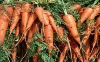 胡萝卜种植方式，秋萝卜一般在7月下旬播种