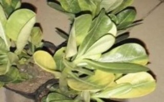 沙漠玫瑰叶片发黄如何处理，需根据实际情况采取针对性措施