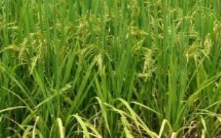 金香糯1号水稻栽培技术要点，综合防治病虫害