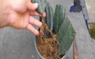 橡皮树不长新叶怎么处理，对健康的叶片消毒并涂抹生根粉、再斜插至土壤中