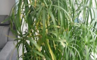 凤尾竹为什么掉叶子，可以将黄叶剪掉