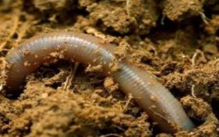 麦粒，这几款钓鱼界公认