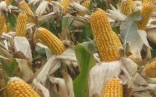 桂甜111玉米栽培技术要点，该品种株型平展